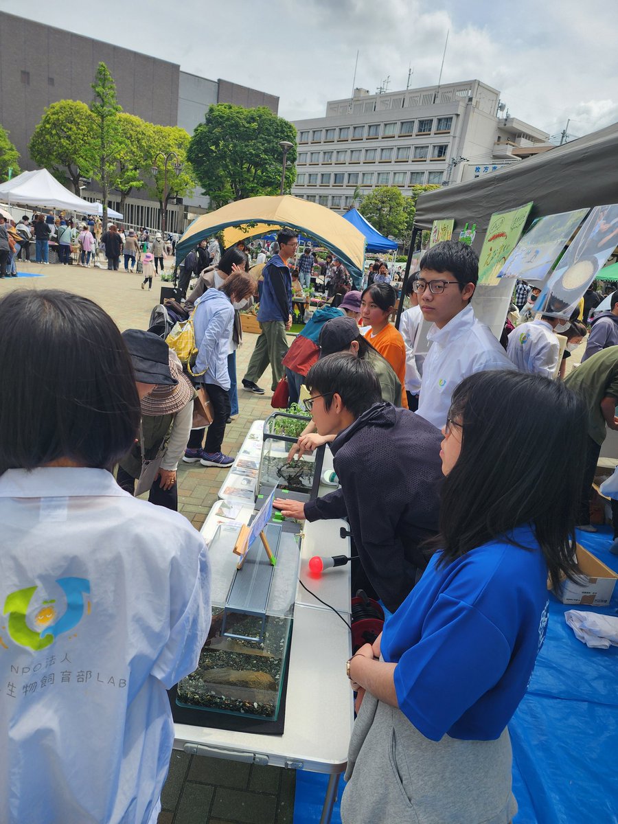 HiraLABO's tweet photo. 枚方市緑化フェスティバル「いきもの教室」大盛況でした！！！
明日4/26(日)は引き続き意賀美神社にて生き物展示を行います！ぜひお越しください🤗 https://t.co/TmTyfxR3lM