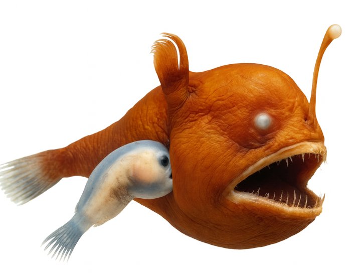 tassiekaz's tweet photo. The anglerfish fusion - small NSN attaching itself and fusing to larger March For Australia (midwives Hugo Lennon, Jack Eltis) - was completed with today's Anzac Day booing. Bec, you've been played.  #OperationRonaldMcDonald https://t.co/rUQ9FiLByZ