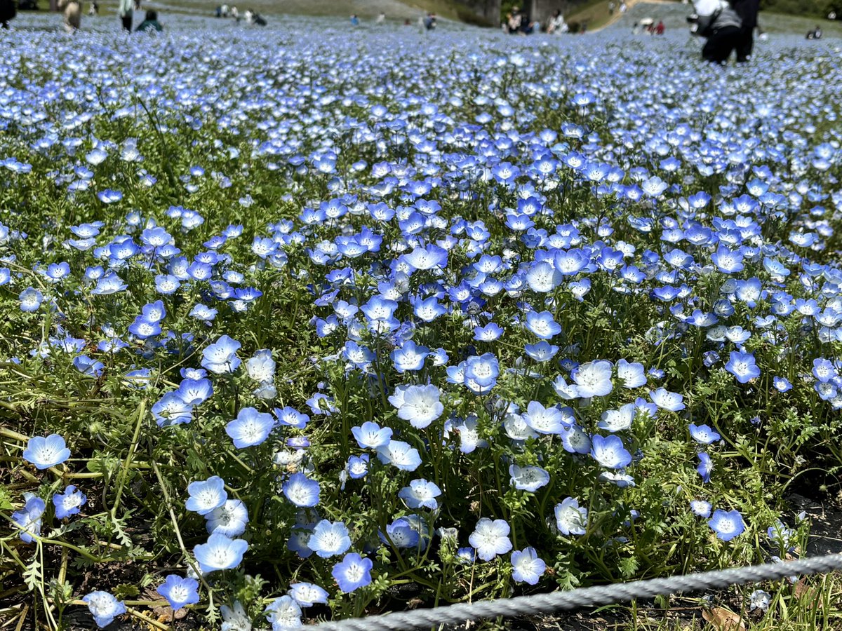 Mandello tweet media