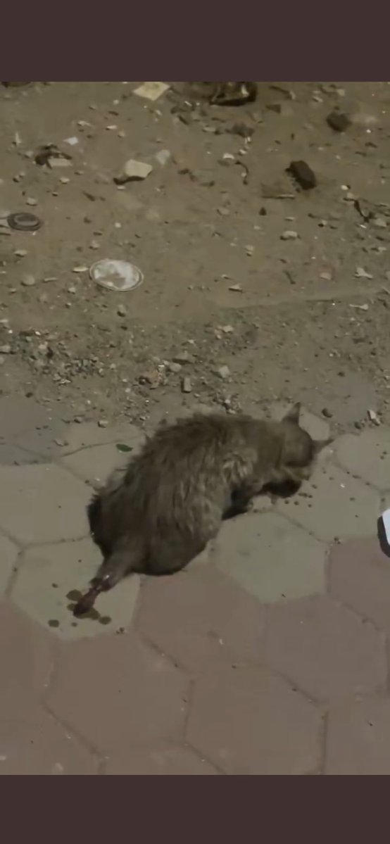 العنزي 🇸🇦 moon🇰🇷🇯🇵 tweet media