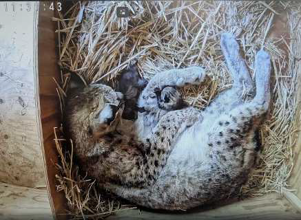 【公式】京都市情報館 tweet media