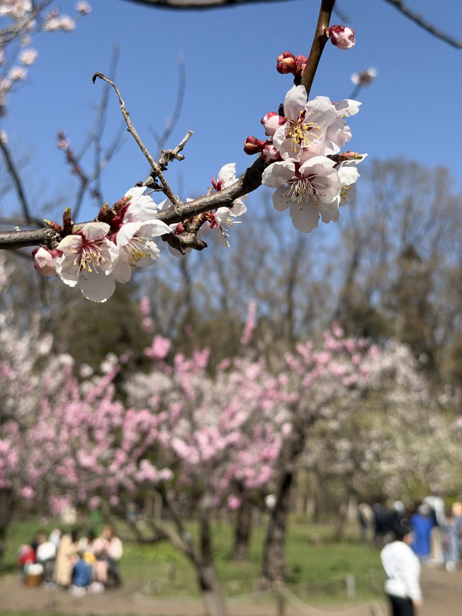 ペンギンに埋もれたい tweet media