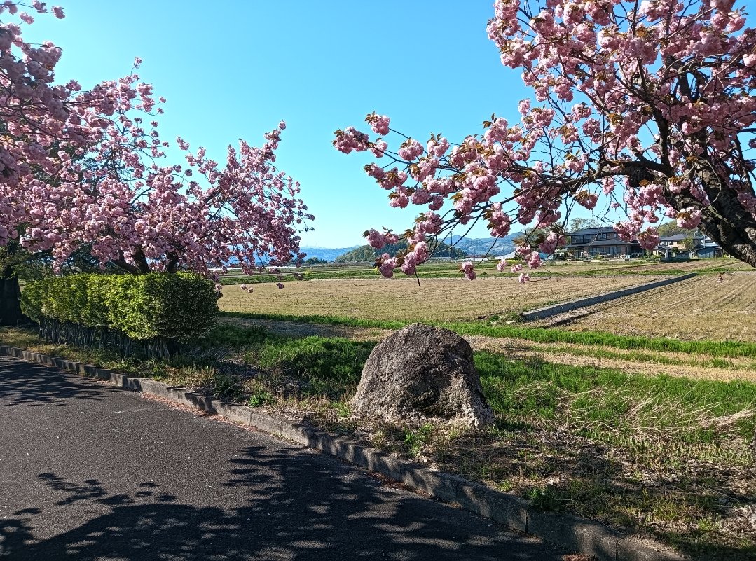 24ad0O18's tweet photo. 写真じゃ伝わらないかもですけど、桜ボリューミーでした。

#山形
#熊いませんでした。 https://t.co/eECib7BaRy