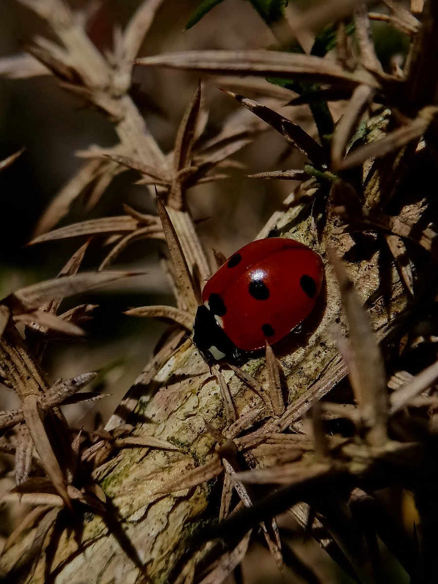 SewellLeigh's tweet image. When your outer shell just isn't enough protection 👀😊🐞

Seven spot ladybird (Coccinella septempunctata)

#saturdaymorning #insects #nature #naturephotography #wildlife #macro