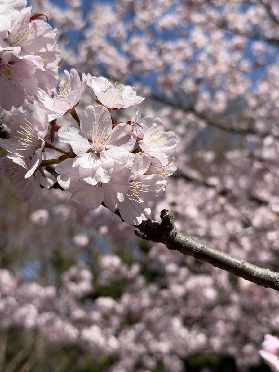 ペンギンに埋もれたい tweet media