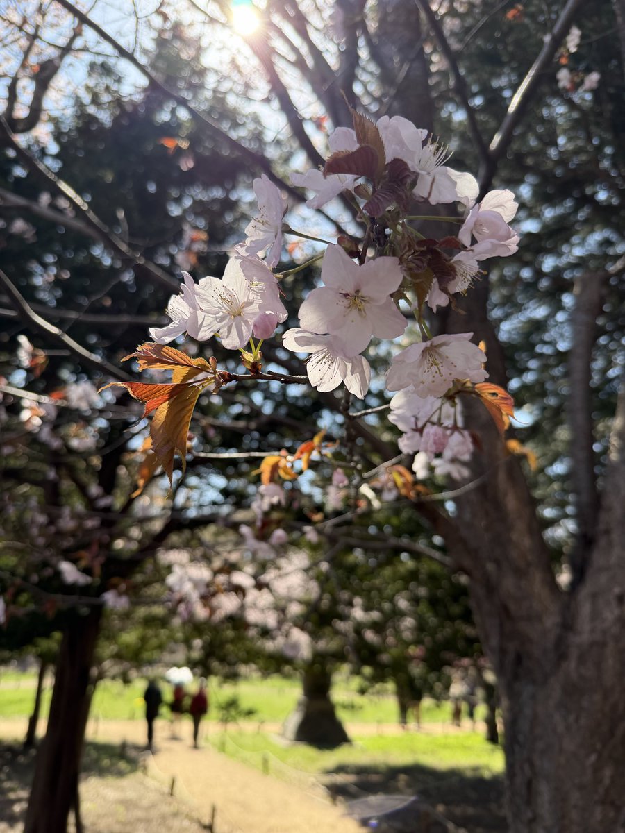 ペンギンに埋もれたい tweet media