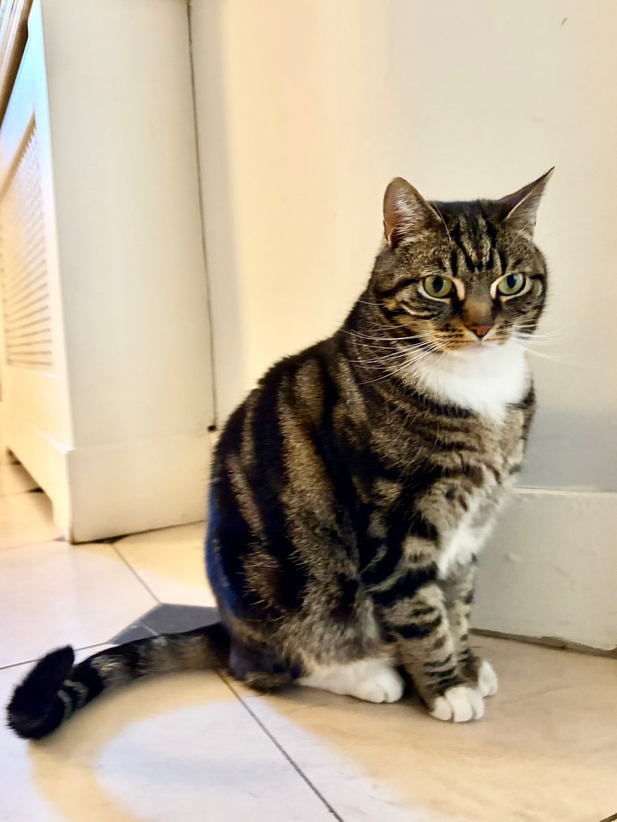EmmaJ70's tweet photo. Back with Claude and Rory for a few days. Happy #Caturday boys! https://t.co/g6qWIzkhmG