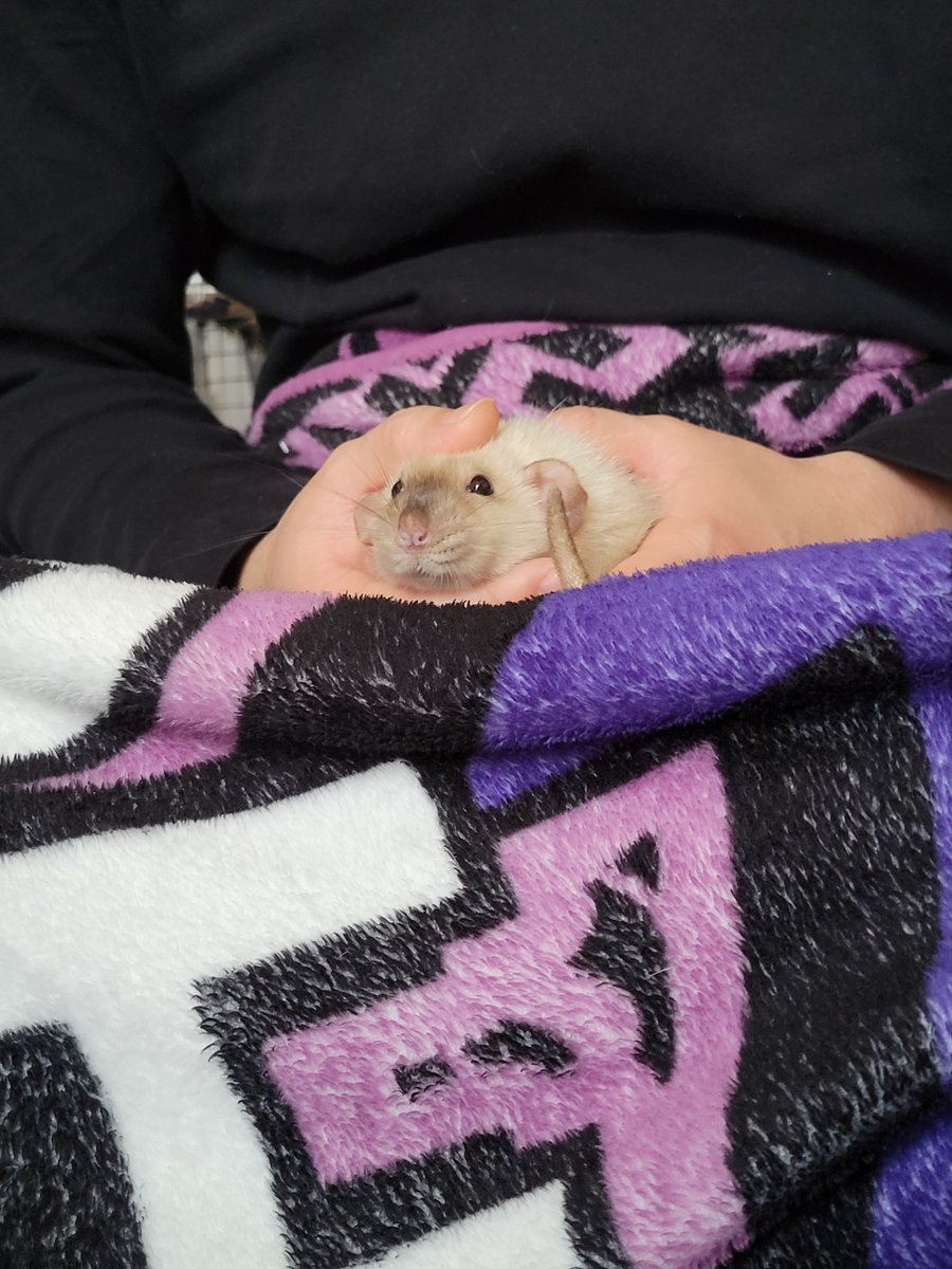 そのさん🐹 (@chobisonoe) on Twitter photo 