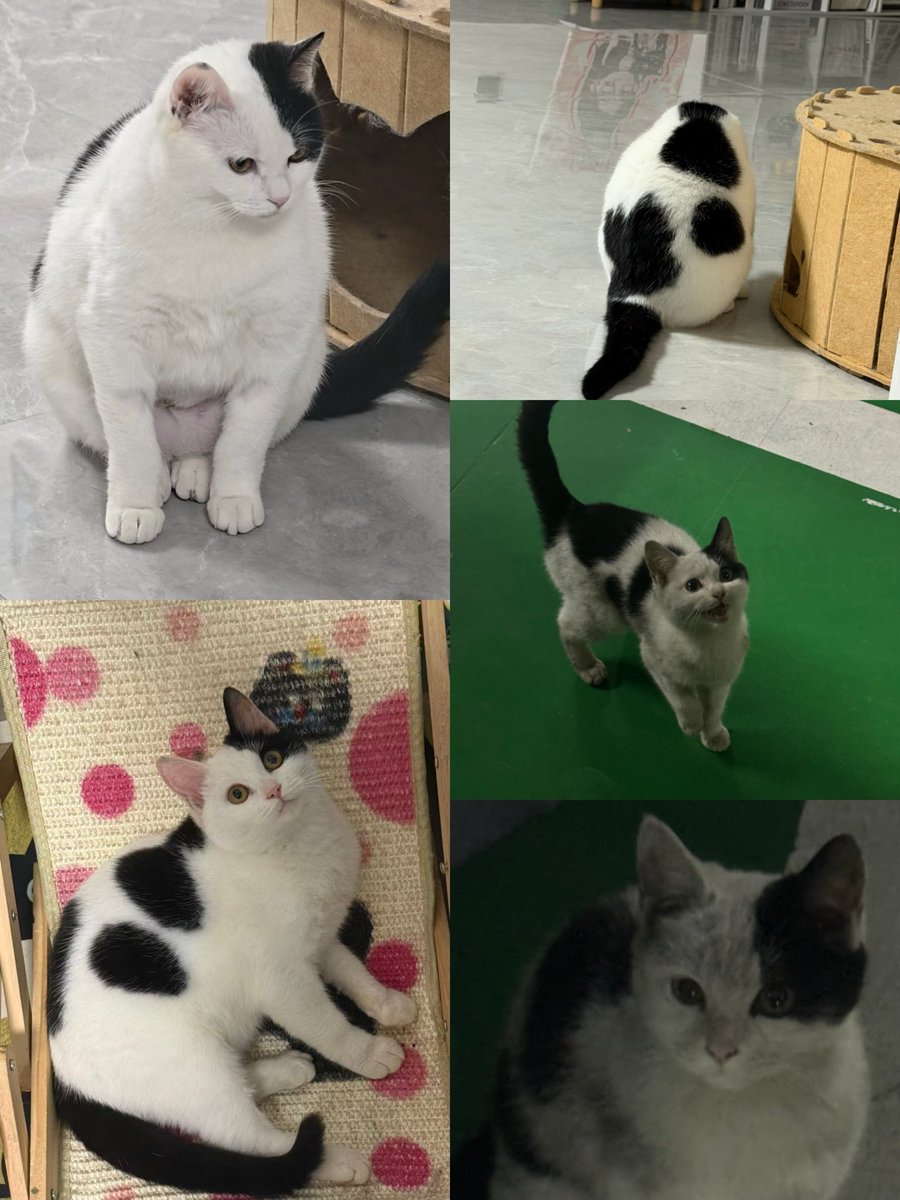 MarsWadeik's tweet image. The sharpest knife is the tenderness you once had and then lost. 🐈‍⬛
I used AI to tell the story of a "today" that millions of stray cats are living through. From a shivering shadow to a beloved family member.
#StrayCat #AIArt #CatsOfTwitter #RescueCat