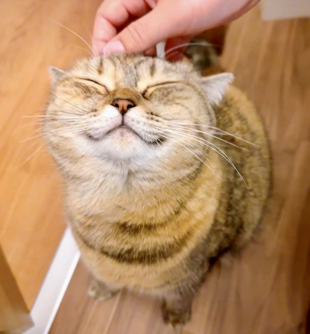 もきゅ tweet media