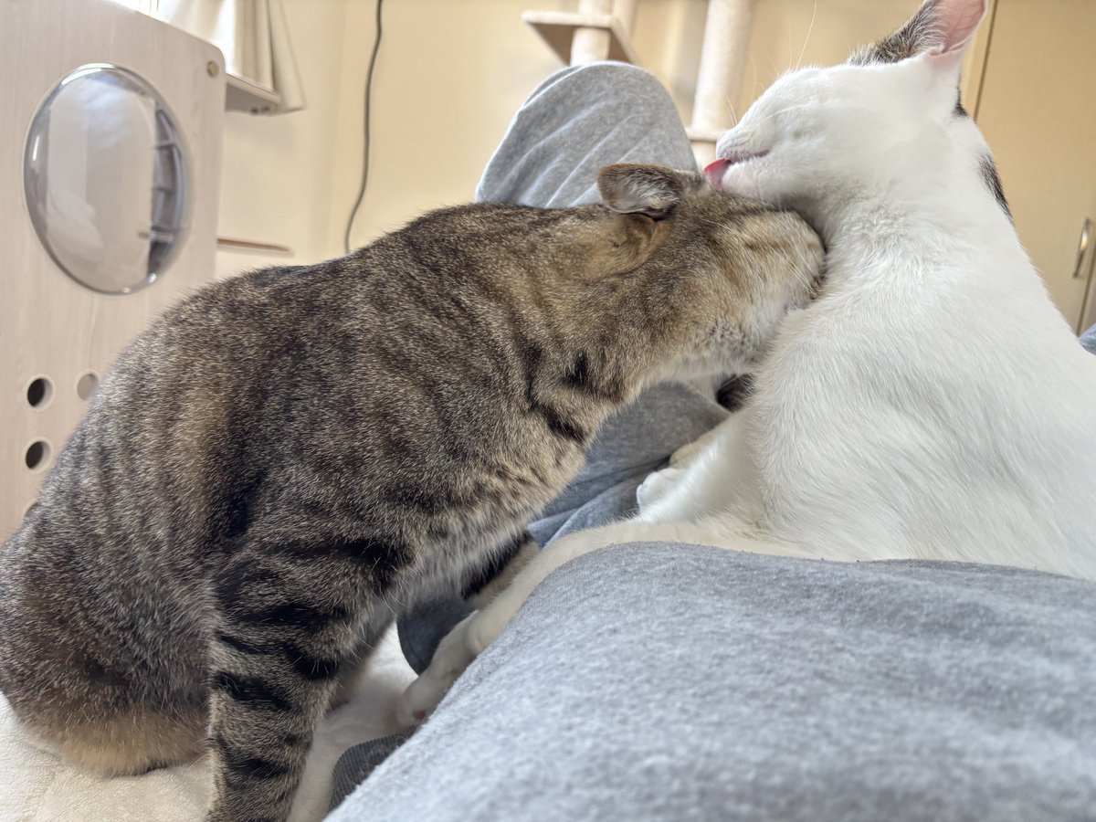 父ちゃん(=ﾟωﾟ=) tweet media