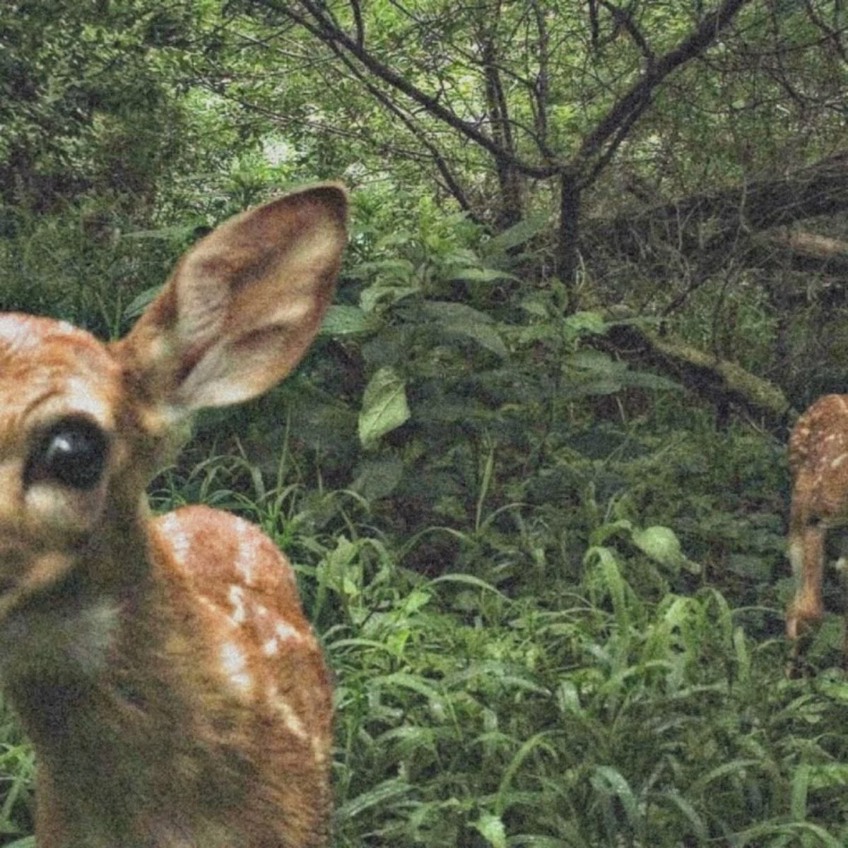 🍃🕊️ tweet media