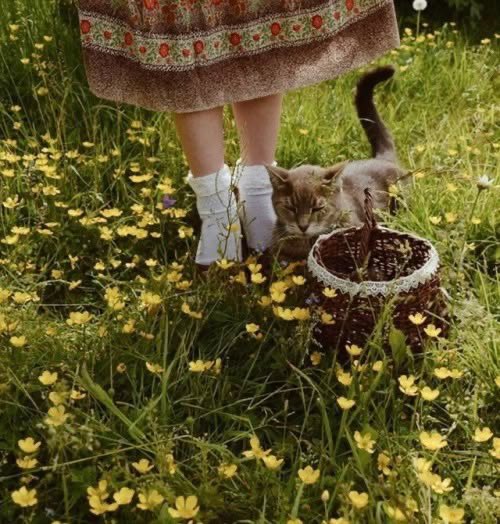 🍃🕊️ tweet media