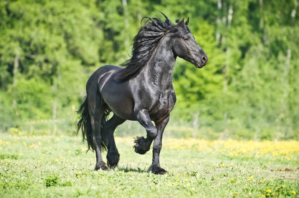 TheDivineBruxa's tweet photo. ✨ Pick A Photo Reading - Beautiful Black Animal Edition ✨

Close your eyes, take a deep breath, then comment the animal you feel most drawn to today!

Black Jaguar
Black Horse
Black Swan
Black Wolf

Reposts appreciated, must be following 😘 https://t.co/THRtObEArg