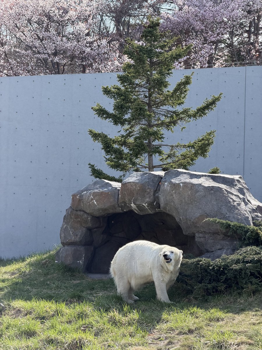 ペンギンに埋もれたい tweet media