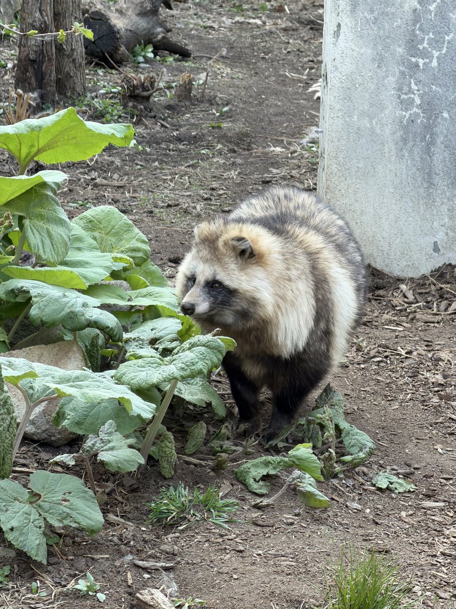ペンギンに埋もれたい tweet media