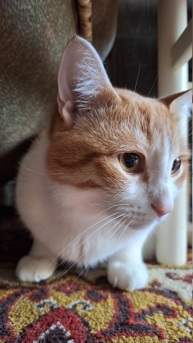 サーシャ•戦争反対•нет войне tweet media