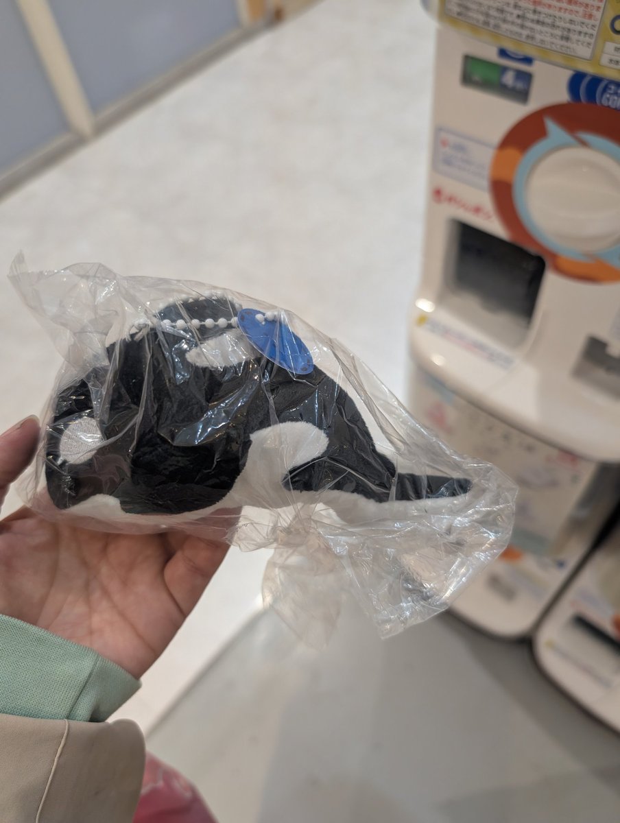 ベル柴♀🔱💚💙💛🐢🐾 tweet media