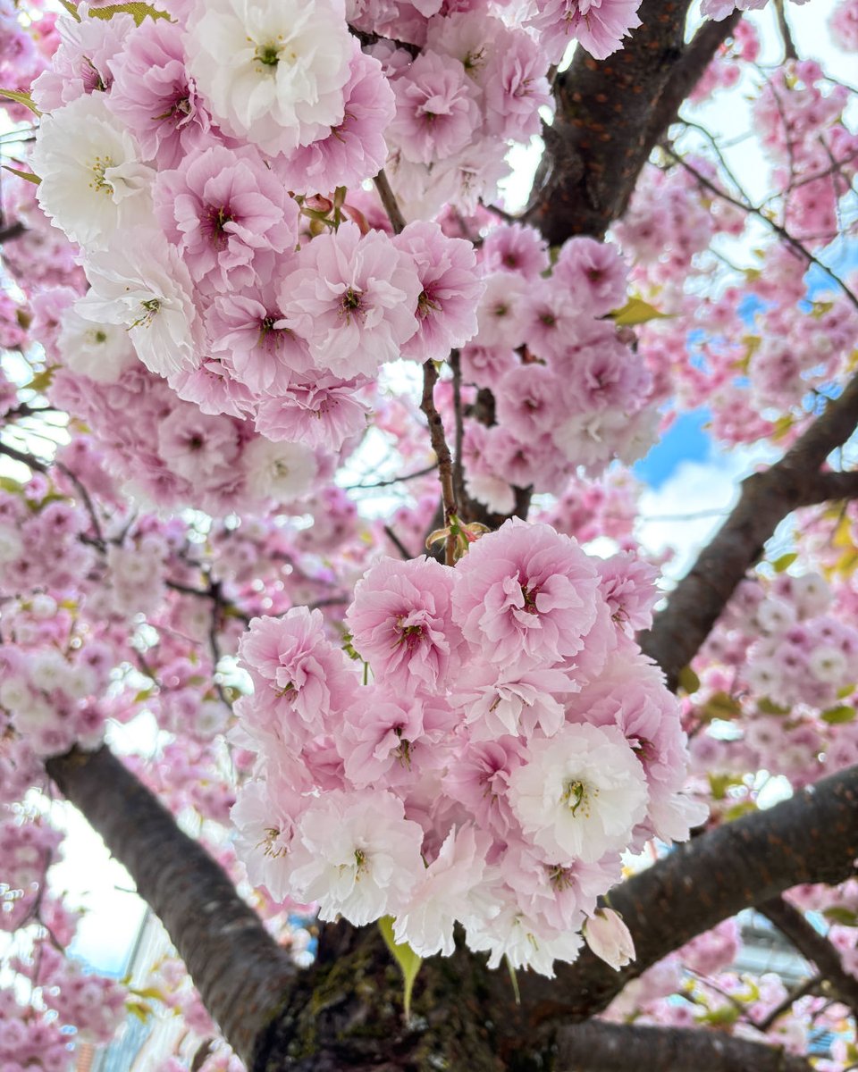 Habt ihr schon die blühenden Kirschbäume auf dem Marktplatz gesehen? Falls jemand fragt, es handelt sich dabei um die Scharlach-Kirsche (Prunus sargentii) aus Japan. 😉 🌸  

#KirchheimTeck #KirchheimUnterTeck #HashTeck #KirschblütenHanami #VisitSueden