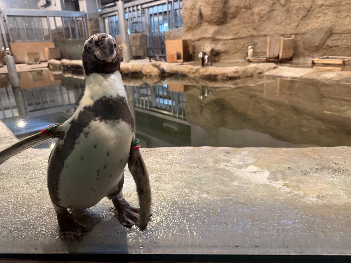 ペンギンに埋もれたい tweet media