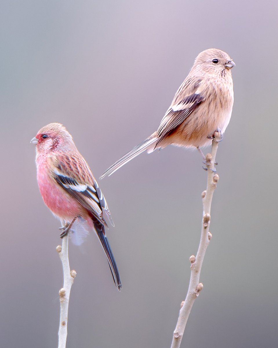 FujifilmJP_X's tweet image. 【愛おしさという哲学 作品紹介】

Photo by imageslabo
FUJIFILM X-H2S + XF500mmF5.6 R LM OIS WR
フィルムシミュレーション：PROVIA/スタンダード

#FUJIFILM #愛おしさという哲学
#xh2s #xf500mmf56 #provia