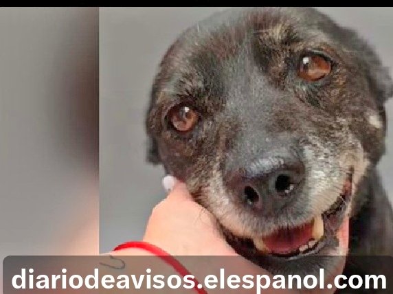 #Tenerife

    "Su dueña nunca respondió" 

No hay mayor indiferencia que la de no responder💔

#Negra espera, sus ojitos hablan