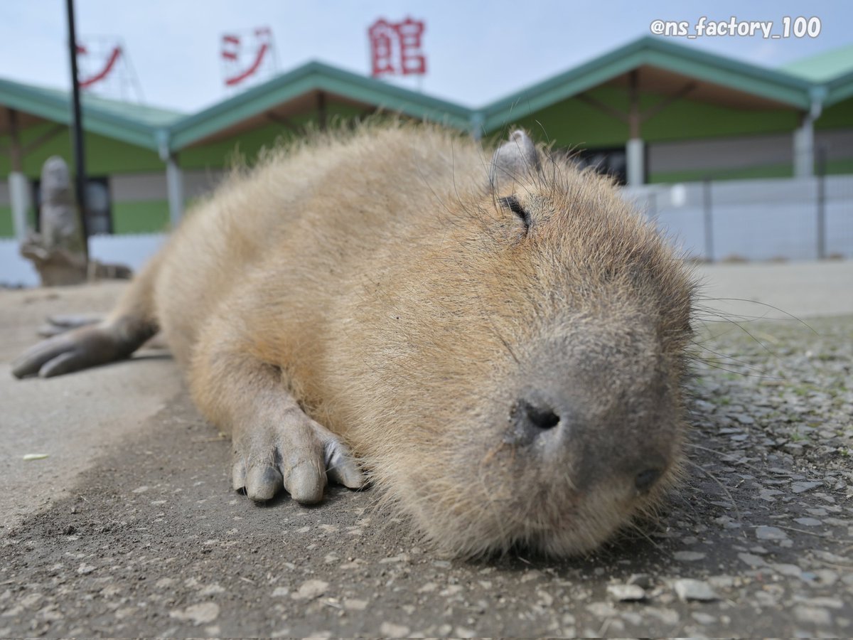 ns_factory_100's tweet photo. こういう昼寝を、私もしたい

#カピバラ #Capybara
#中村製作所作品集 https://t.co/Mwx5iB8vZA