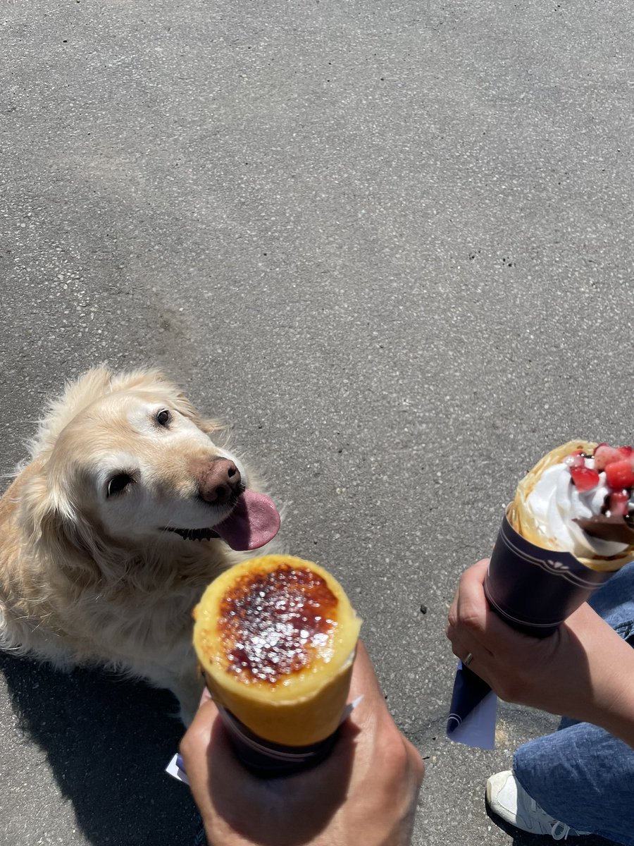 🐶こむぎ🐶 tweet media