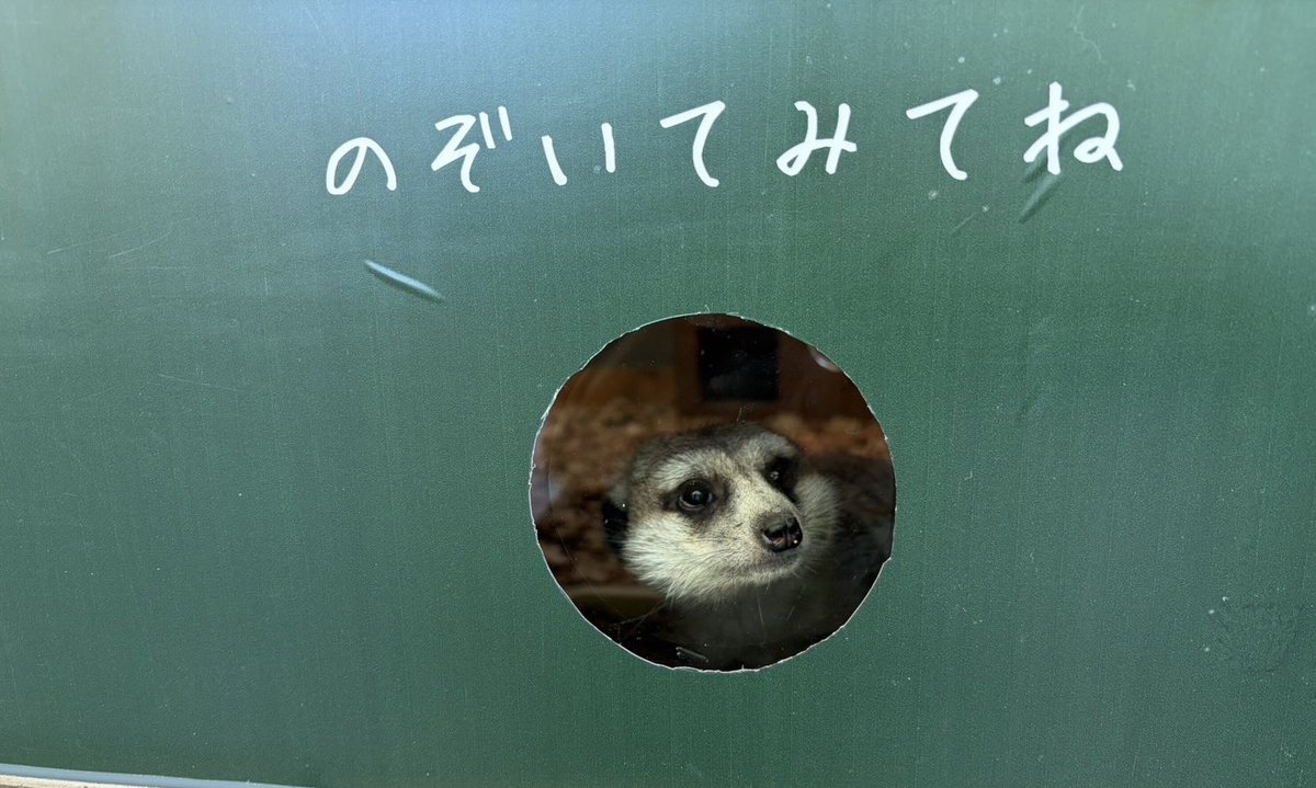 姫路セントラルパーク☆サファリ[公式] tweet media