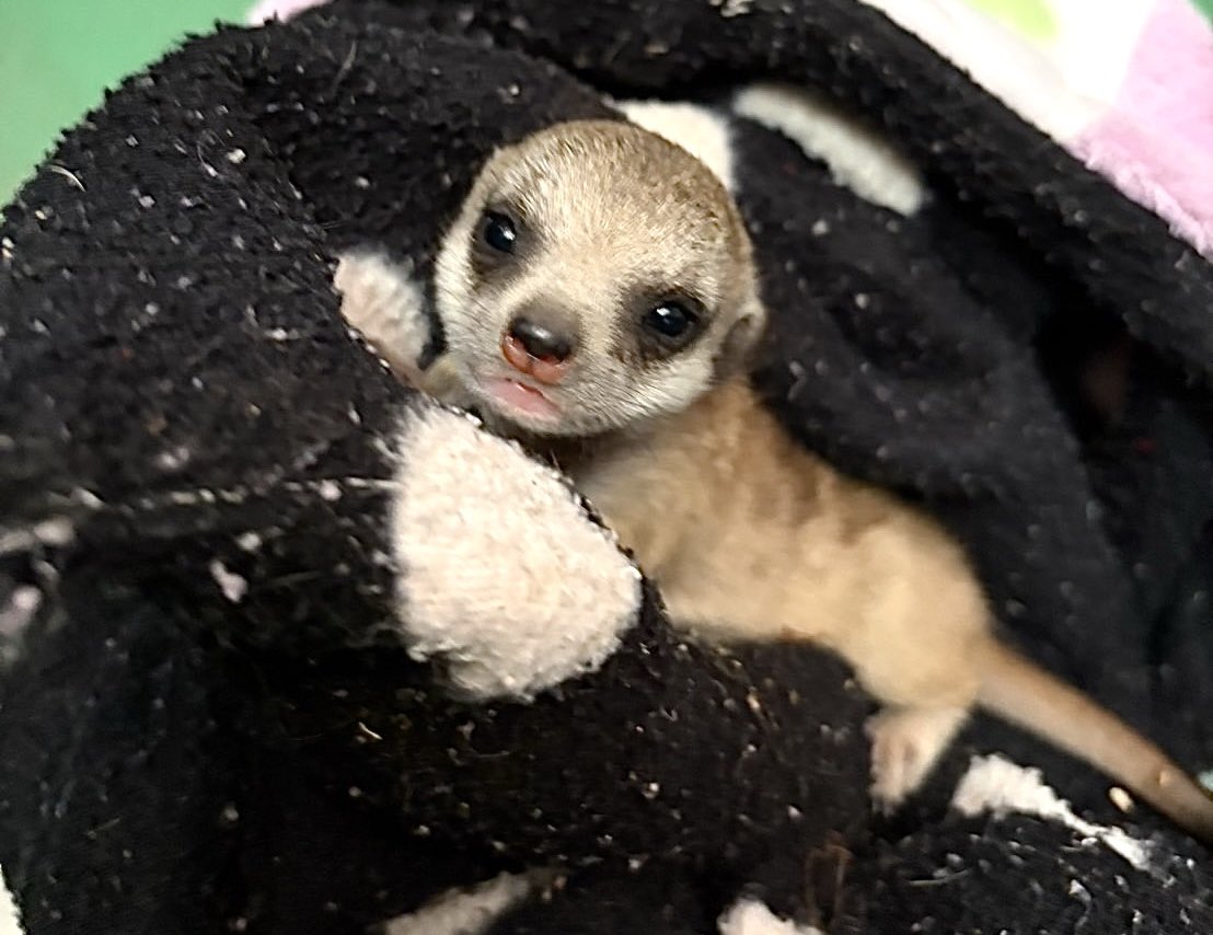 姫路セントラルパーク☆サファリ[公式] tweet media