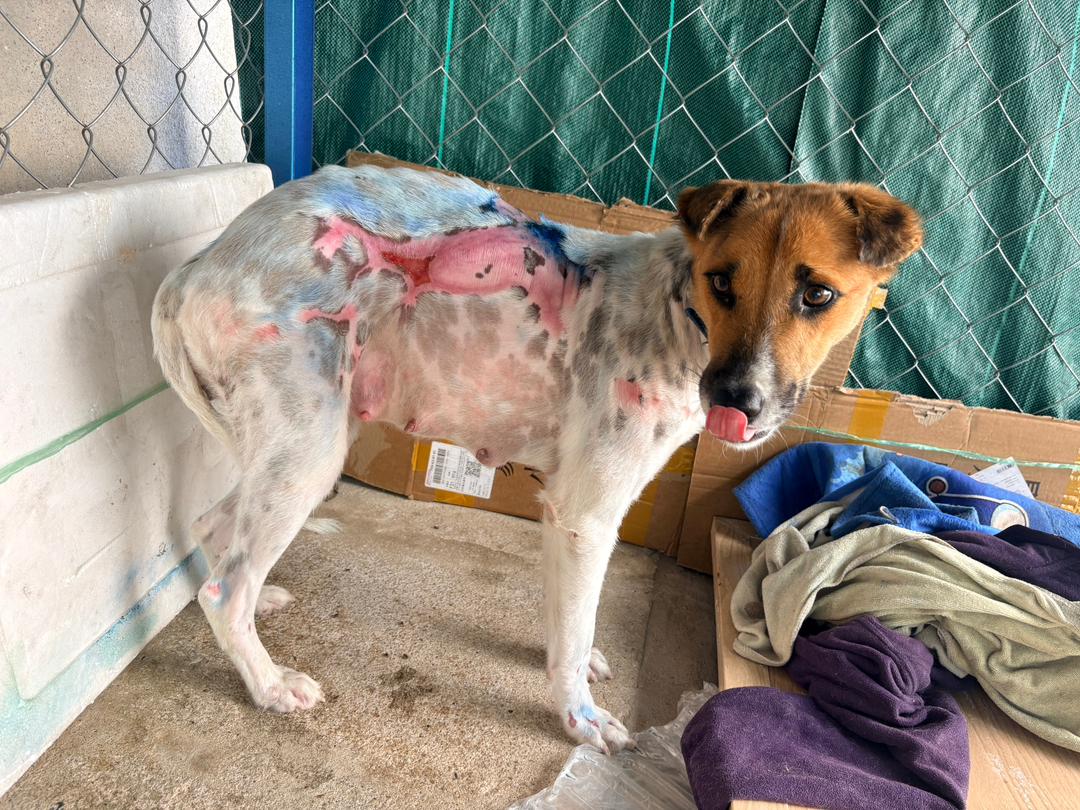 itsonmytbr's tweet photo. anjing yang kami selamatkan daripada hit and run tengah bunting. tak sempat mandul. ada sesiapa nak adopt? Area perak https://t.co/pRcUpXKm0p