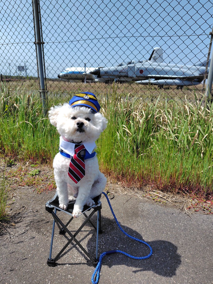 プードルきんちゃん🐩🦉 tweet media