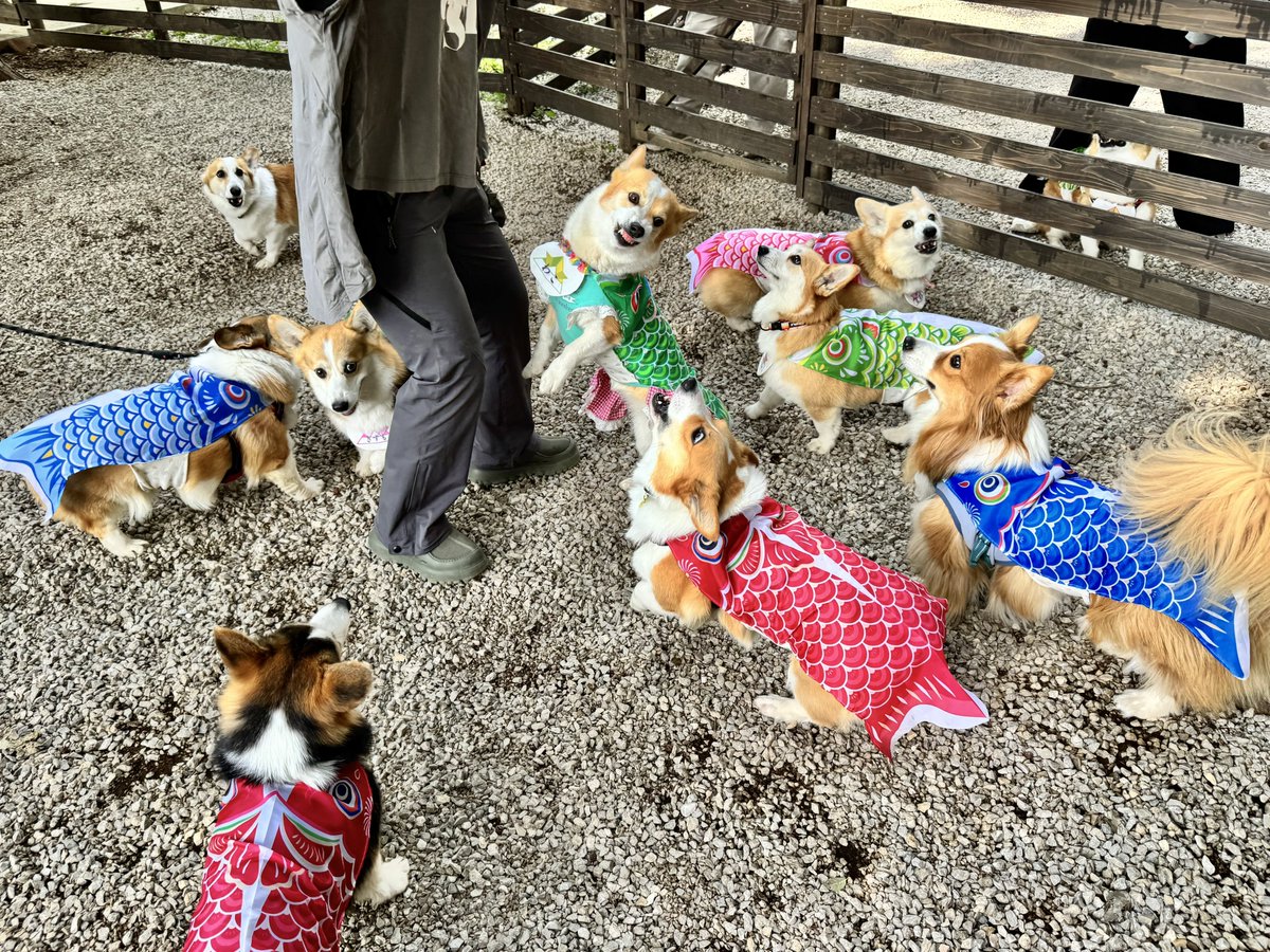 まろ眉のコパン tweet media