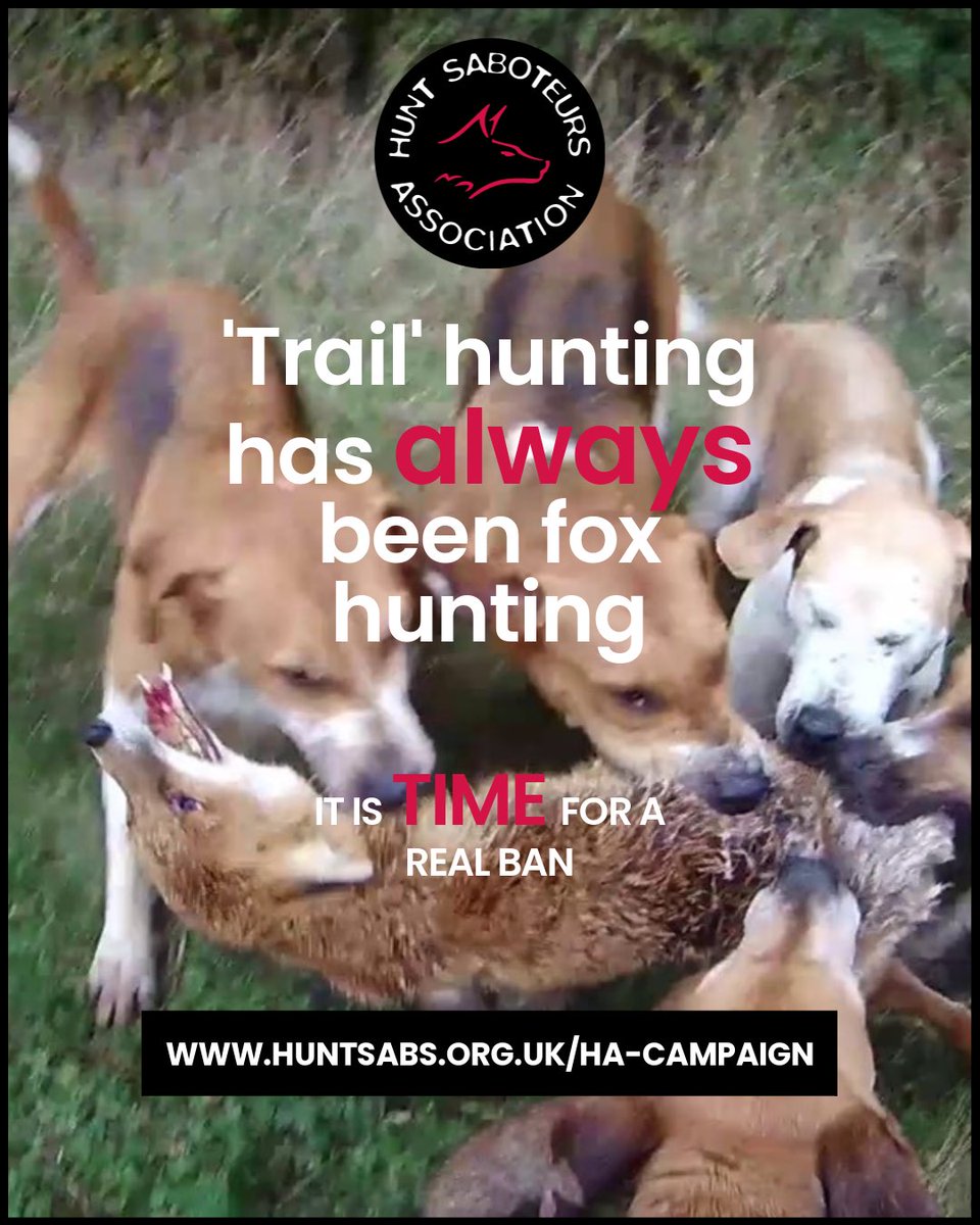 With less than 8 weeks left to ensure we get a full and proper ban—not just of so-called “trail hunting” but also the ridiculous exemptions they often pull out of thin air to excuse this organised cruelty - it’s really imperative that as many as possible give their views on this