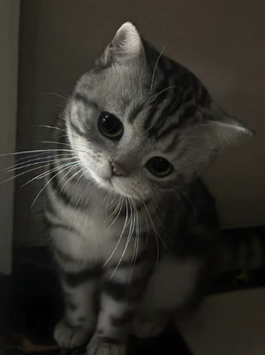 小羊咩咩 tweet media