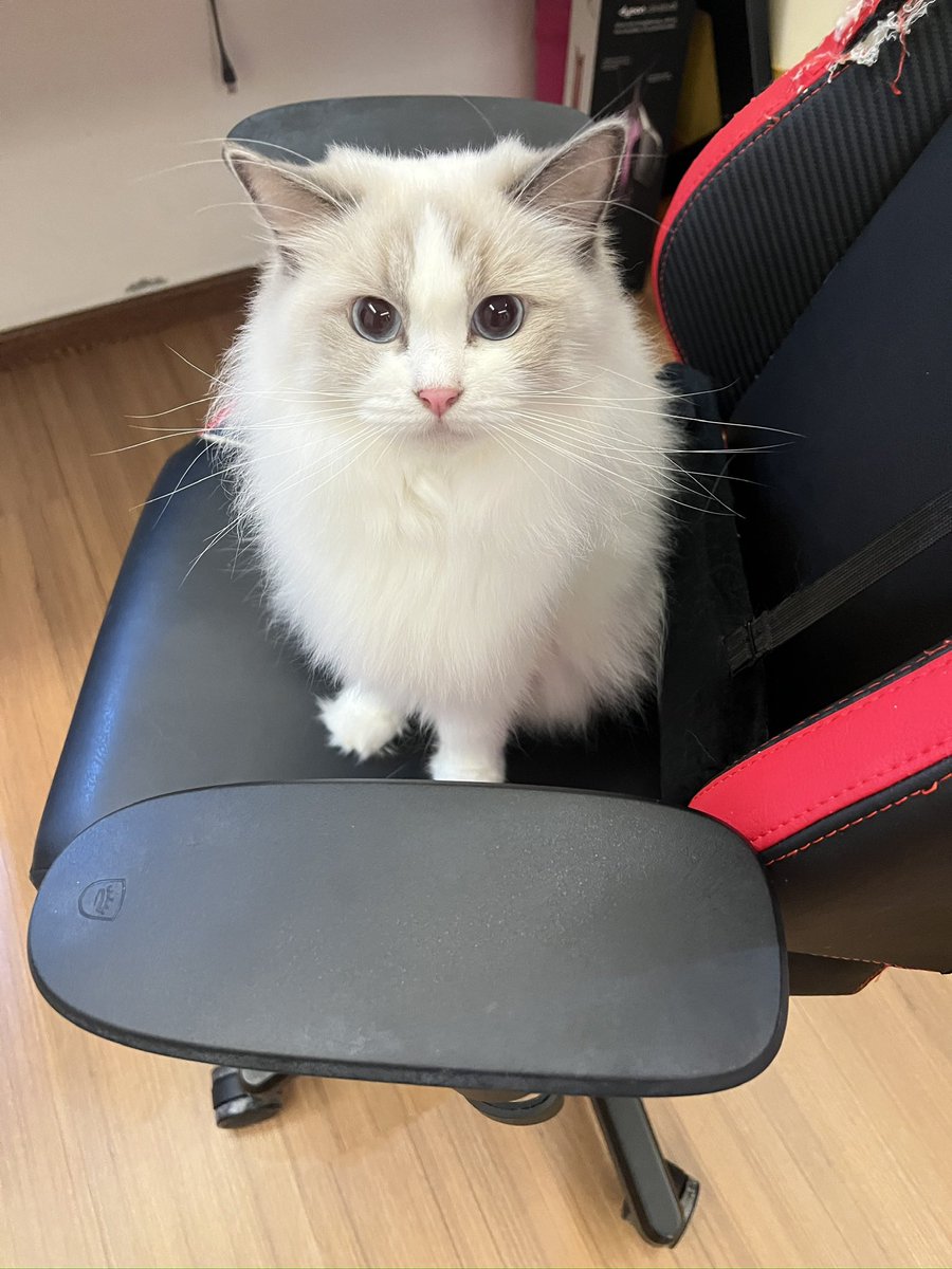 Princess Cubelita tweet media