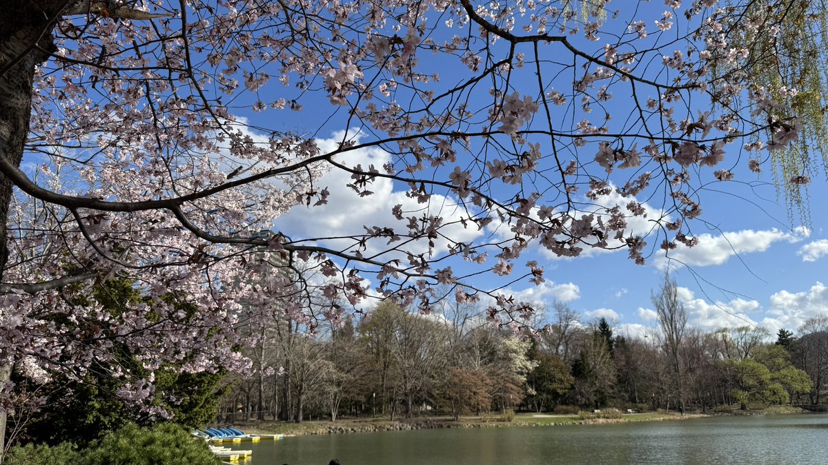 Charista Lukasta(かりすたるかすた)＠巡音ファンタジスタ tweet media