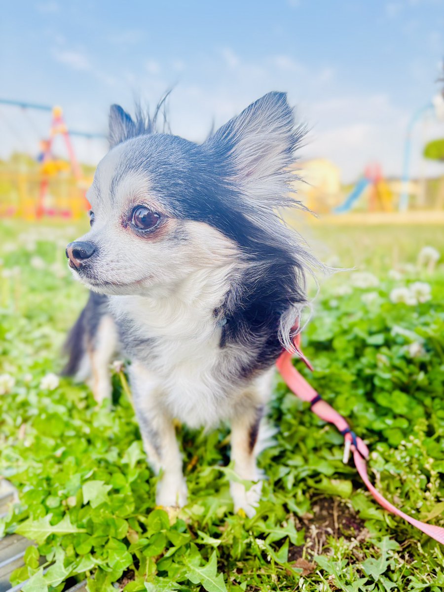 Aya🐶🐾 tweet media