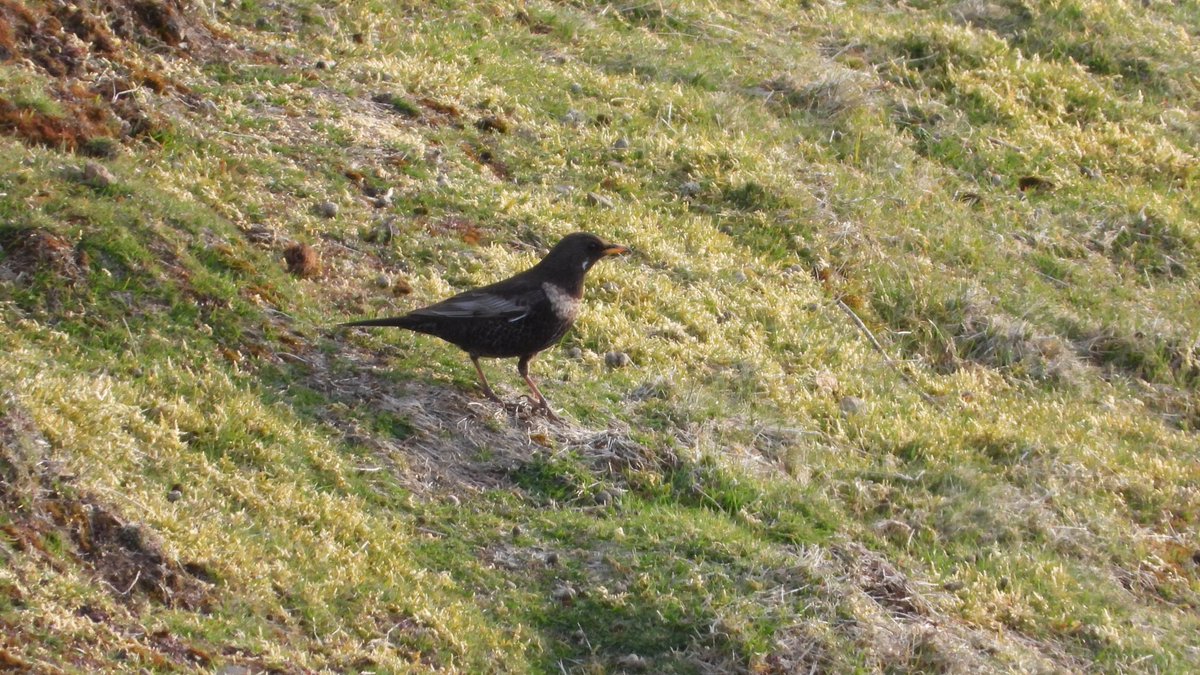 BRStretch's tweet photo. Good to see a fresh arrival of Ring Ouzels on the #MalvernHills this morning.

A male and three females on North Hill along with a female Northern Wheatear.

#WorcsBirds https://t.co/YZ9iAJ0jX0