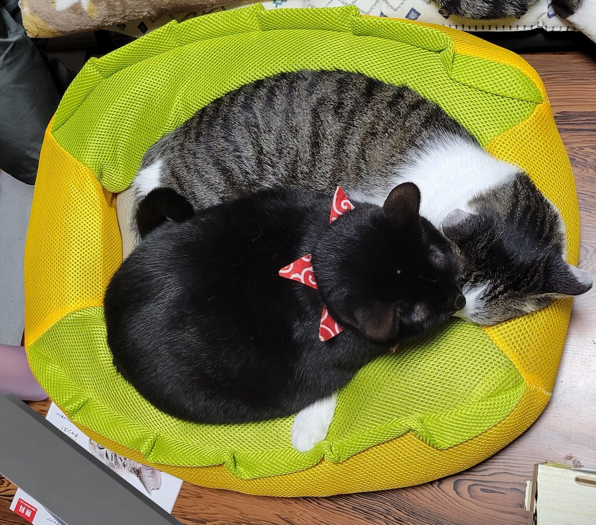 ぱっく tweet media