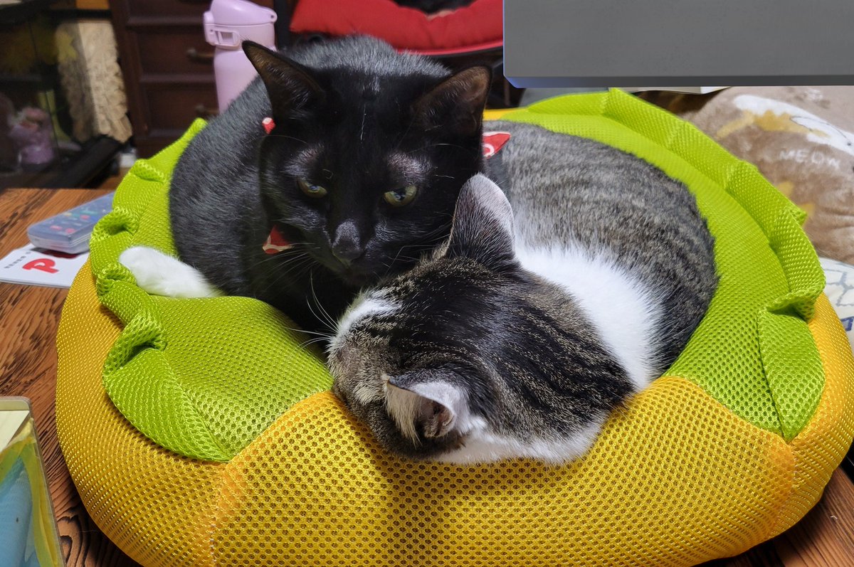 ぱっく tweet media