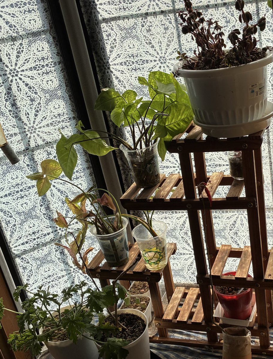 観葉植物、多肉植物たち！まだ庭に置いてるのもある！