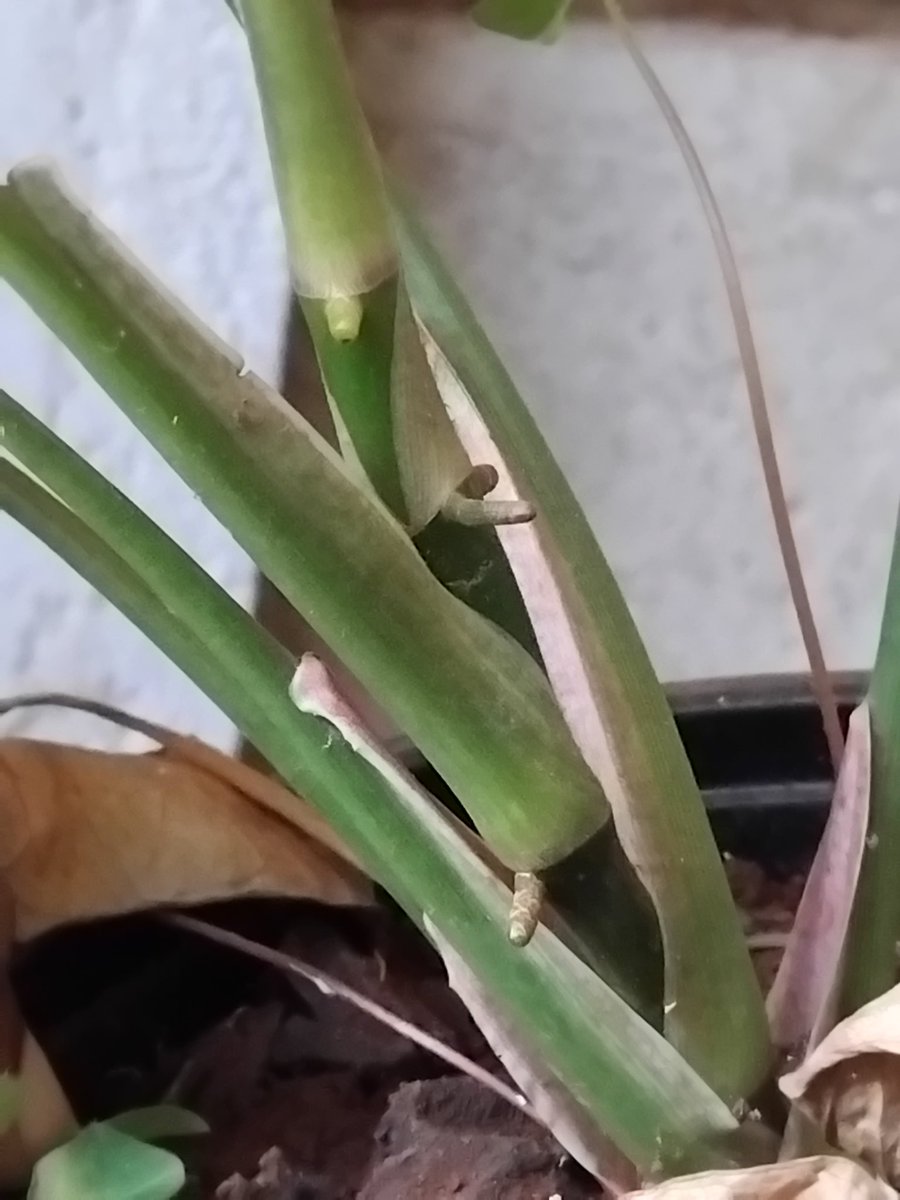 Everything Plants 🪴 tweet media