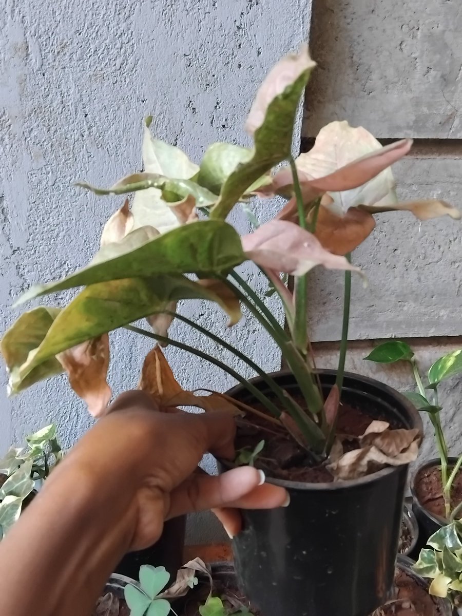 Everything Plants 🪴 tweet media