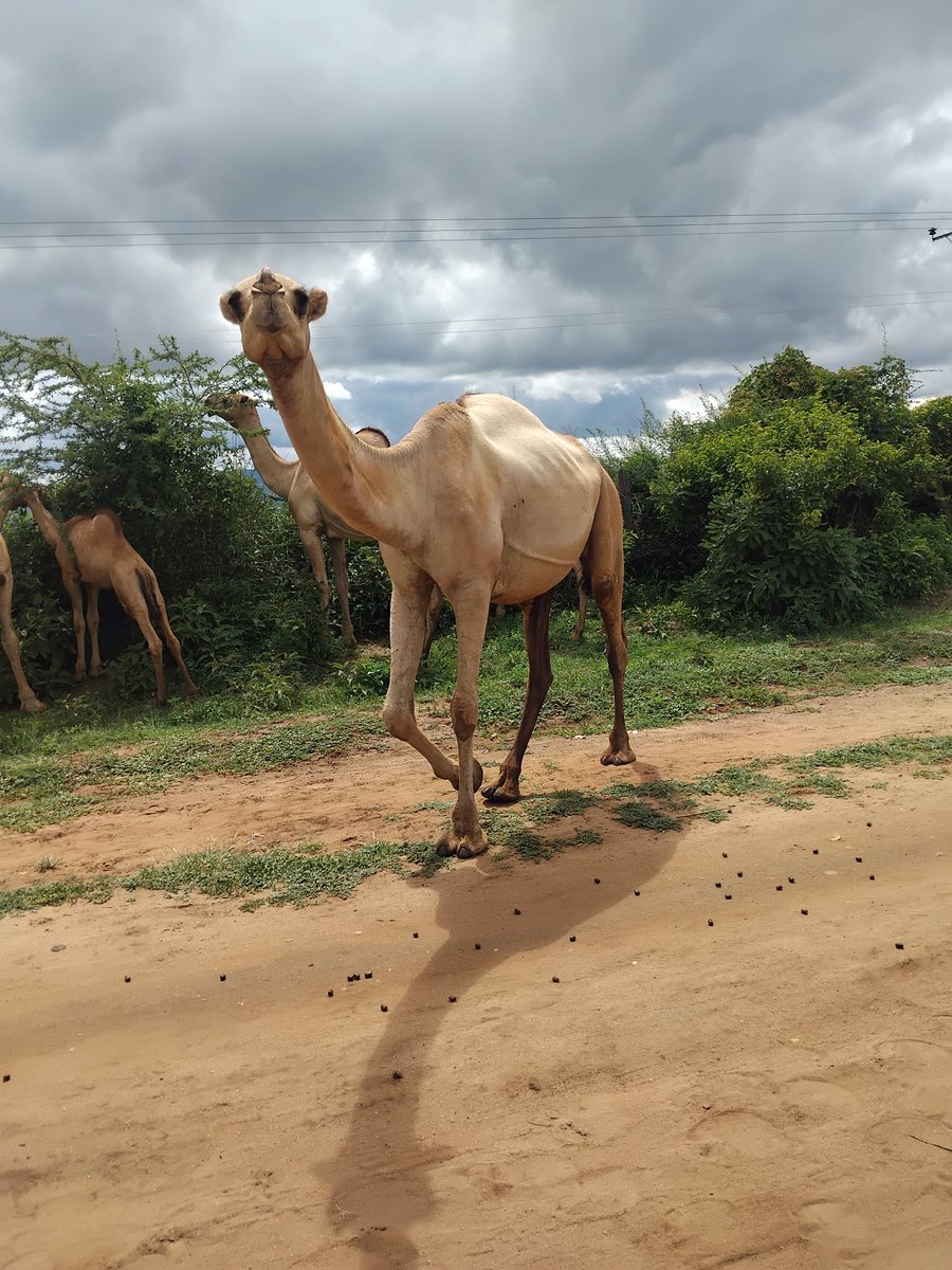 Omar Navarro tweet media