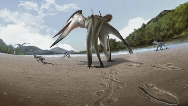 mu8864's tweet photo. Ancient Footprints Suggest a Flying Predator Was Chasing Prey on Land
Paleontologists have pieced together a startling story from fossil footprints in South Korea: that of a large, flying reptile galloping across the ground, apparently hunting a small animal. https://t.co/05x9P1WEQn