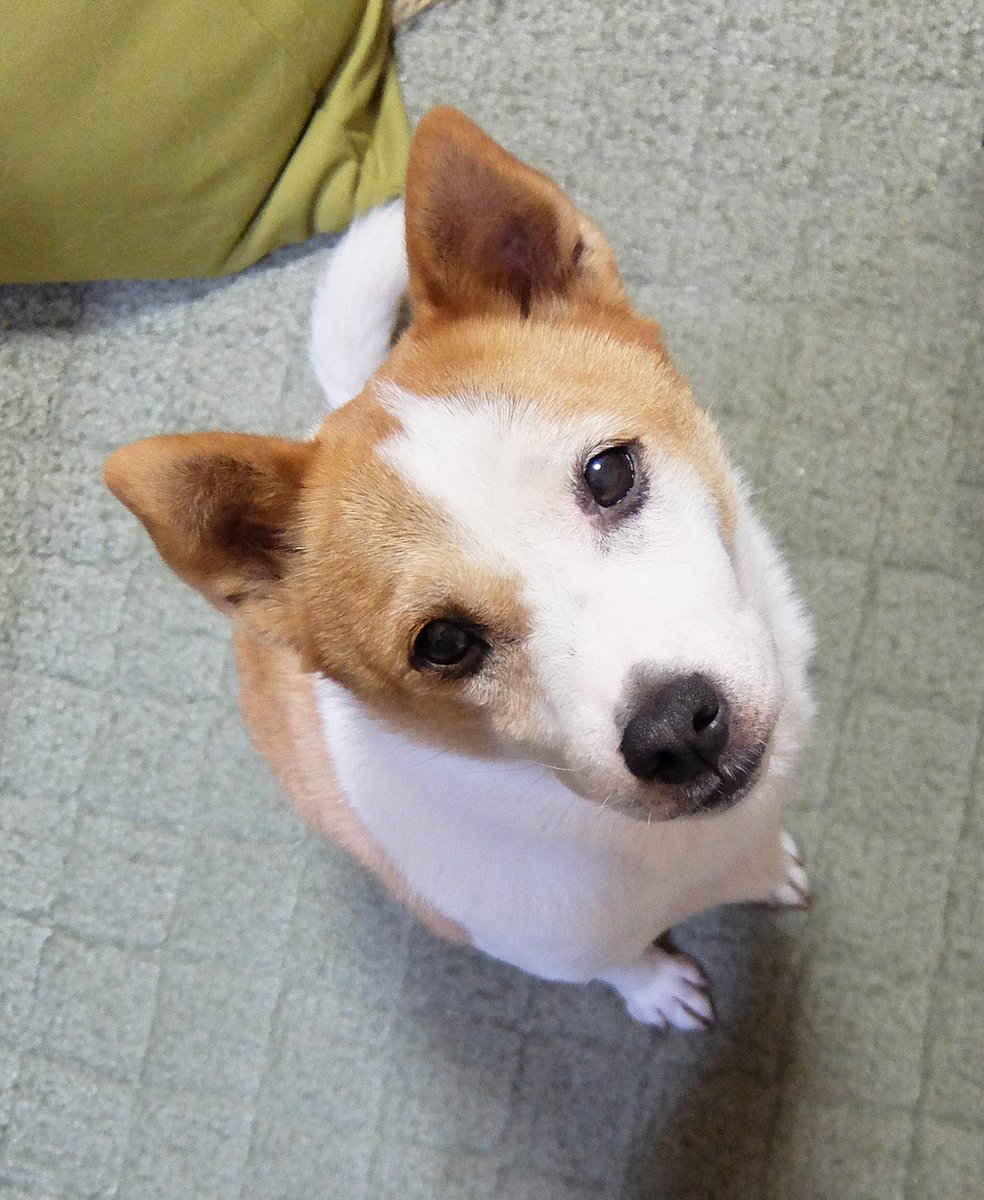 はぐれ＆けやき tweet media