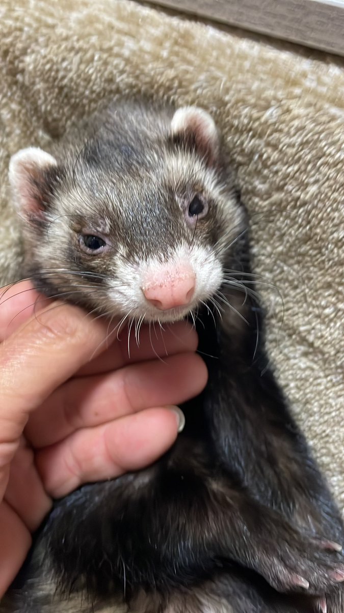 コロ助 tweet media