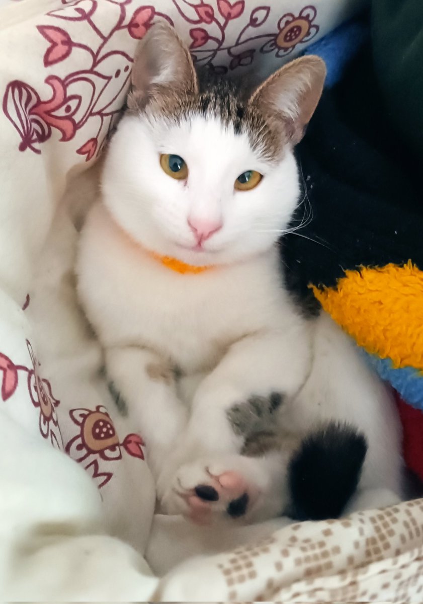 luna🍒 #boykot tweet media