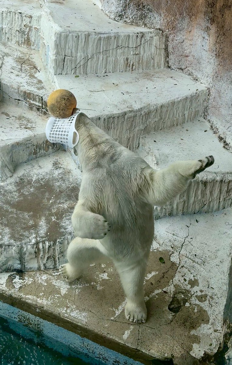 本日のホウ(2026.4.25)

#ホウちゃん #天王寺動物園
#polorbear #ホッキョクグマ